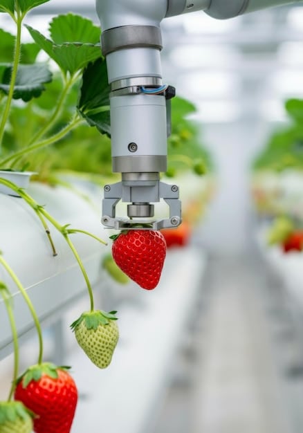 A close-up shot of a robotic arm harvesting strawberries in a vertical farm, showcasing the integration of robotics and controlled environment agriculture.
