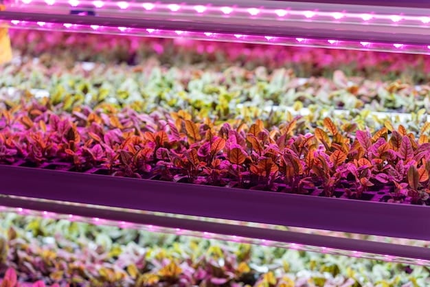 A detailed schematic illustration of a modern vertical farm with LED lights, showing different levels of crops growing in a controlled environment, emphasizing technological advancement.